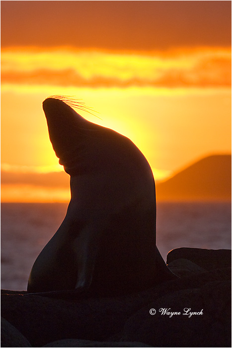 California Sea Lion 109 by Dr. Wayne Lynch &copy;